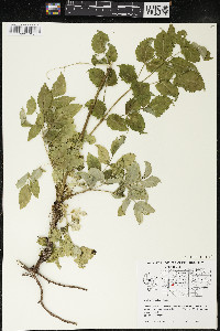 Aralia hispida image