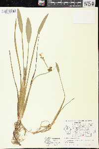 Sagittaria graminea subsp. graminea image