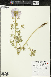 Malva moschata image