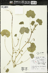 Malva pusilla image