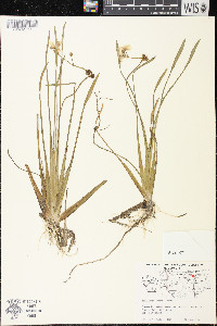 Sagittaria graminea subsp. graminea image