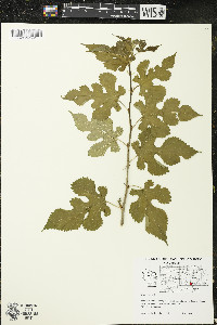 Morus alba image