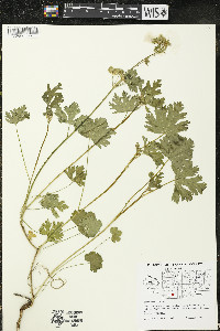 Malva moschata image