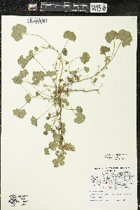 Malva pusilla image