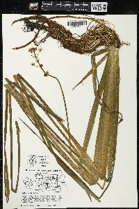 Sagittaria rigida image