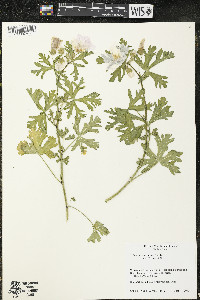 Malva moschata image