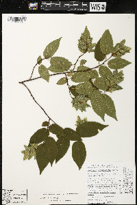 Carpinus caroliniana subsp. virginiana image