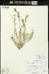 Oxytropis campestris var. dispar image