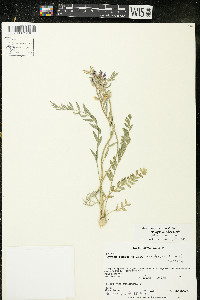 Oxytropis campestris var. dispar image