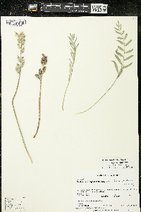 Oxytropis campestris var. dispar image