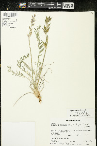 Oxytropis campestris var. dispar image