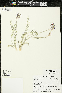 Oxytropis campestris var. dispar image