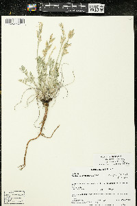 Oxytropis campestris var. dispar image