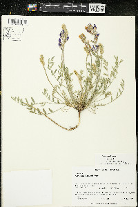 Oxytropis lambertii image