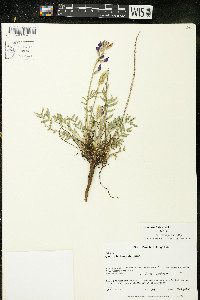 Oxytropis lambertii image