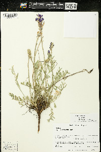 Oxytropis lambertii image