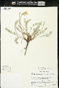 Oxytropis campestris var. dispar image