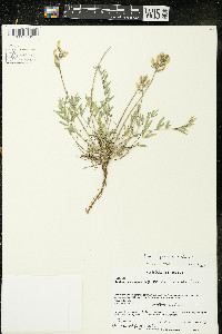 Oxytropis campestris var. dispar image