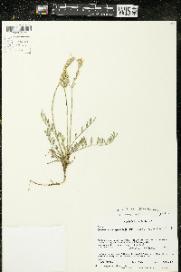 Oxytropis campestris var. dispar image