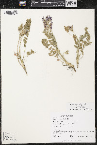 Oxytropis campestris image