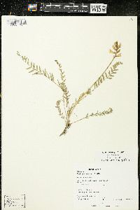 Oxytropis campestris var. johannensis image