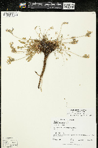 Oxytropis campestris var. johannensis image