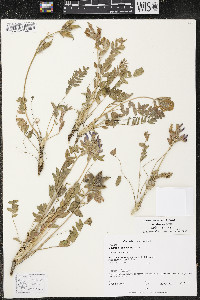 Oxytropis campestris image