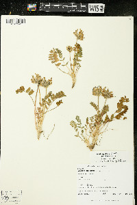 Oxytropis campestris var. johannensis image