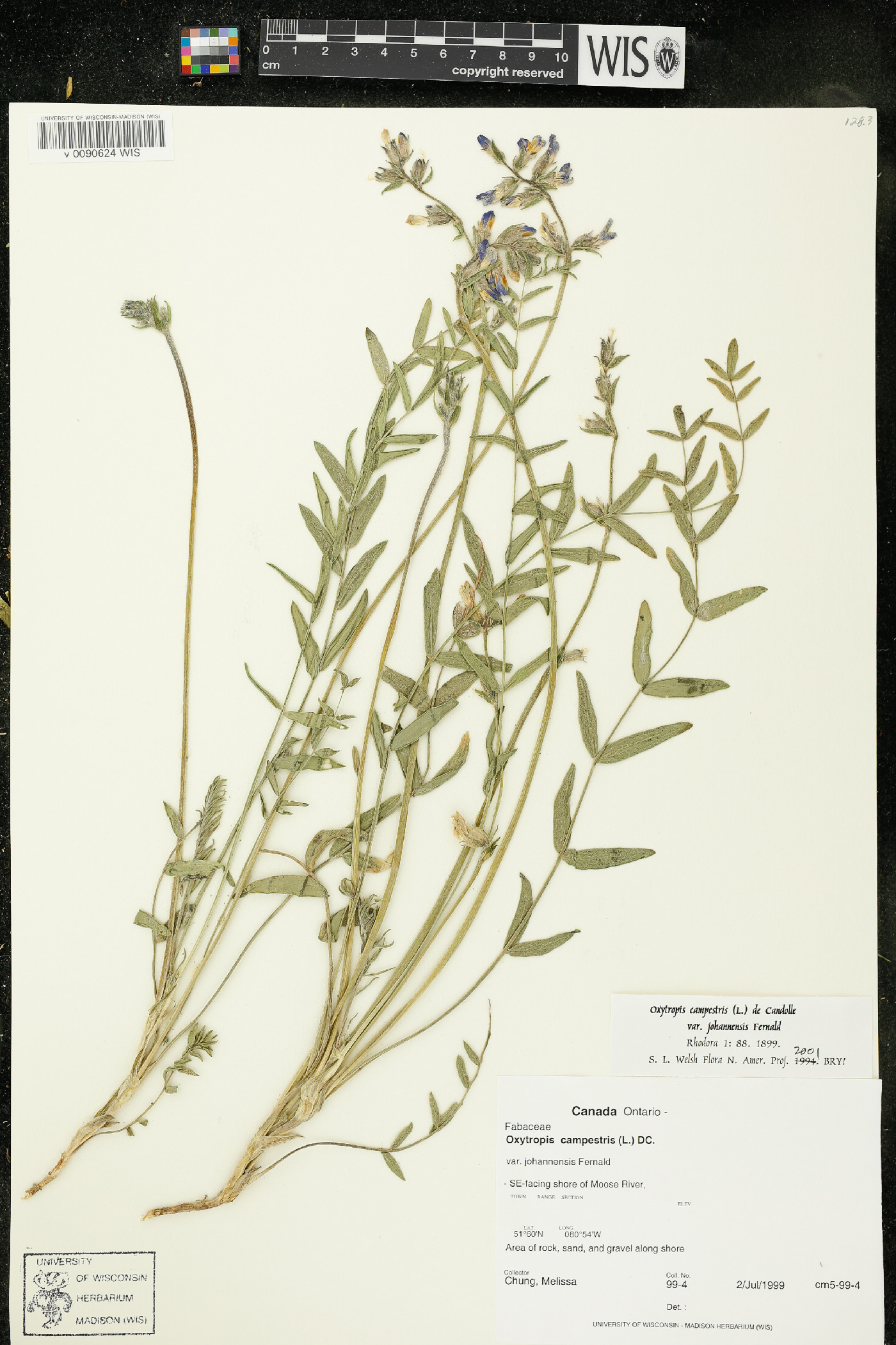 Oxytropis campestris var. johannensis image