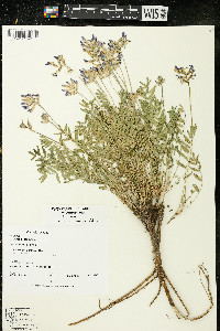 Oxytropis campestris var. johannensis image