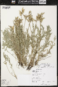 Oxytropis campestris var. johannensis image