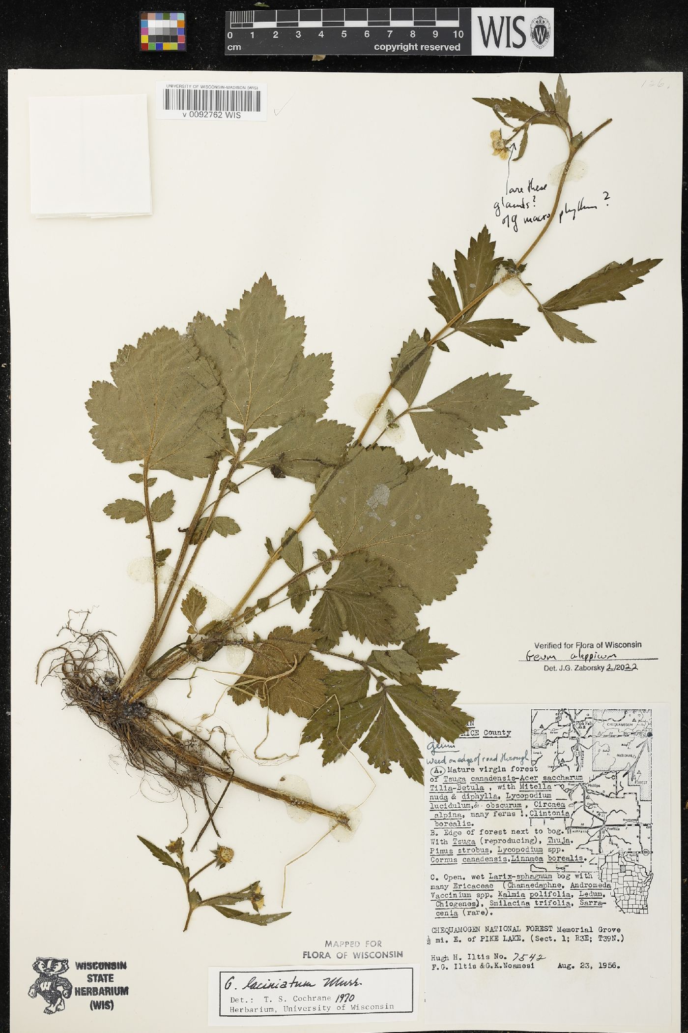Geum aleppicum image
