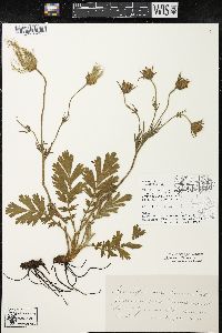 Geum triflorum image