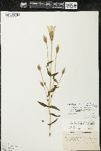 Gentianopsis virgata image