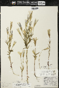 Gentianopsis virgata image