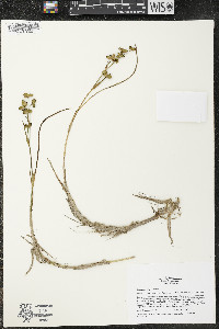 Scheuchzeria palustris image