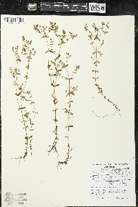 Hypericum boreale image