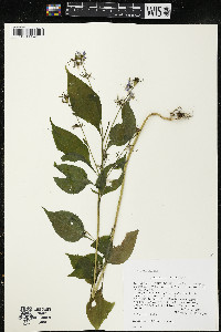 Campanulastrum americanum image