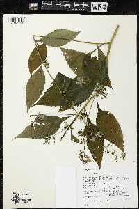 Campanulastrum americanum image