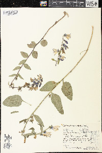 Campanula rapunculoides image