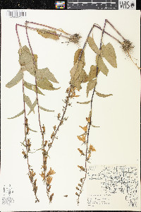 Campanula rapunculoides image