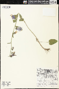 Campanula rapunculoides image