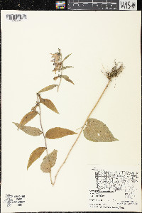 Campanula rapunculoides image