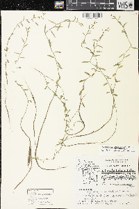 Palustricodon aparinoides image