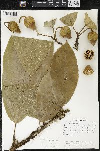 Matisia amplifolia image