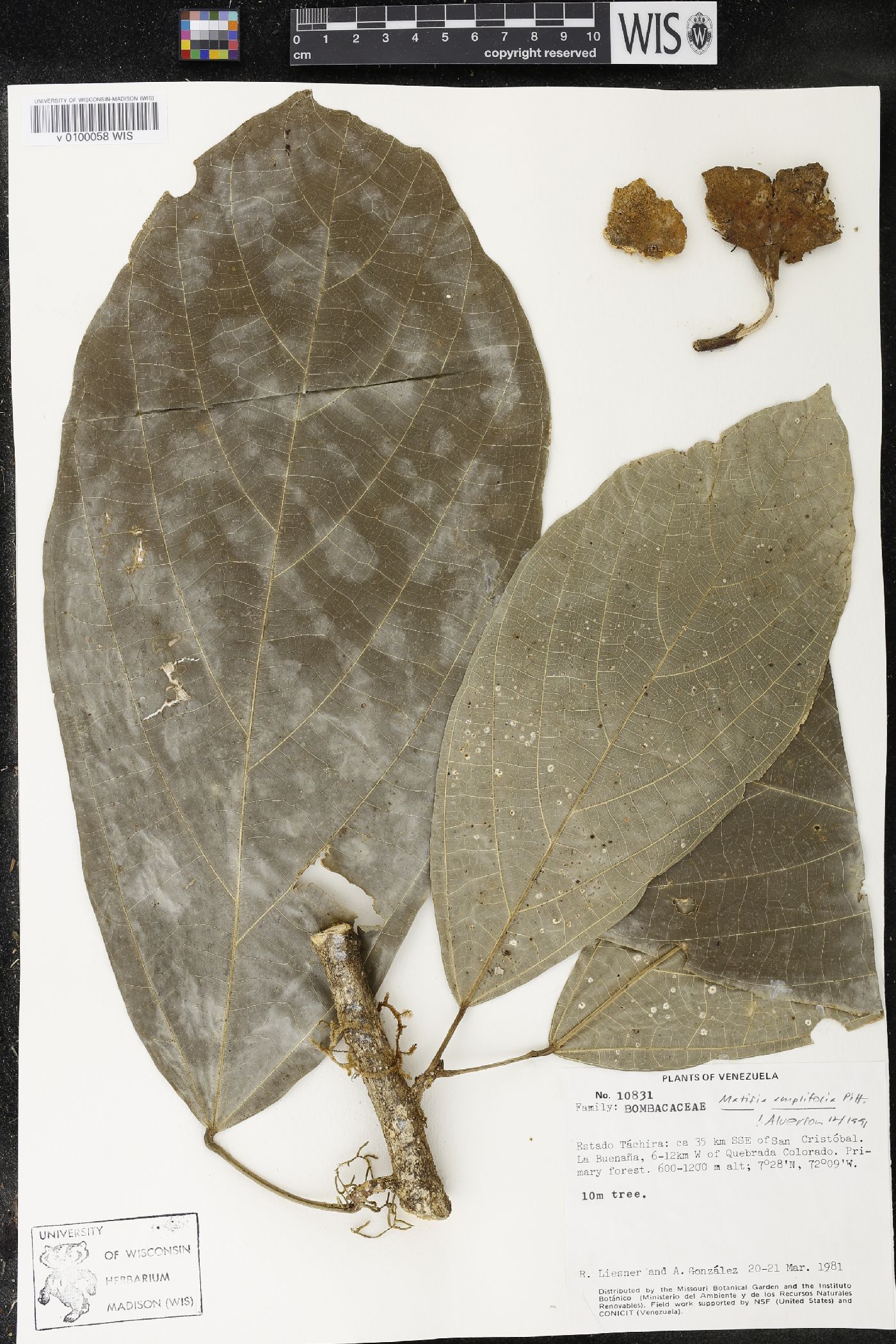 Matisia amplifolia image