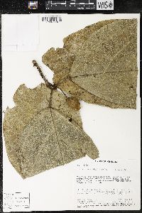 Matisia amplifolia image