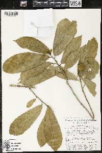 Matisia ochrocalyx image
