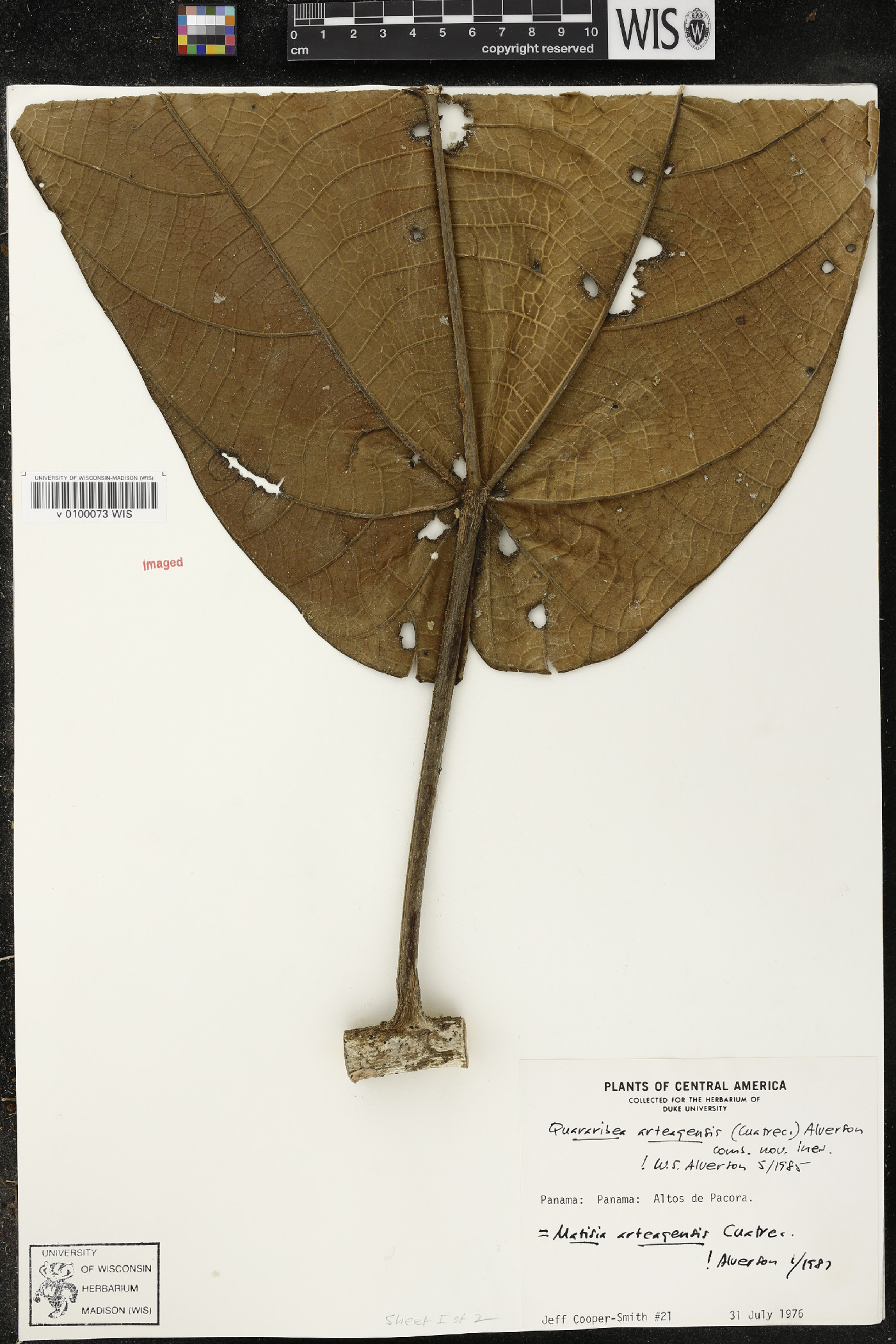 Matisia arteagensis image