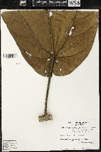 Matisia arteagensis image